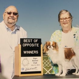 Cordia’s Sinrise-Sunset - Japanese Chin
