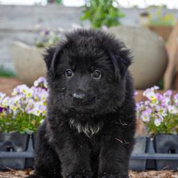 Blue collar - Black male German Shepherd puppy in Howell, Michigan from Sheyenne’s Shepherds