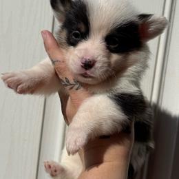 Jasper - Black and tan male Pembroke Welsh Corgi puppy in Aberdeen, Washington from Coastal country Farms