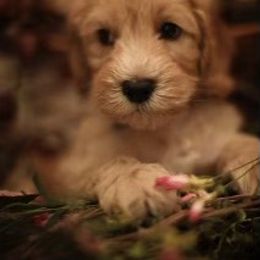 Australian Labradoodle Puppies from Majestic Labradoodles
