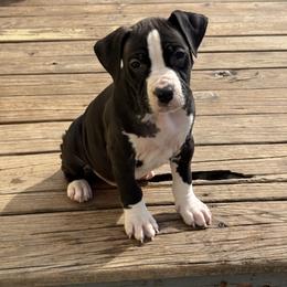 Red collar - Black male American Staffordshire Terrier puppy in Cloverdale, Indiana from Woodshire American Staffordshire Terrier’s