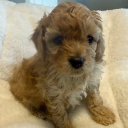 Boy 2 - Apricot male Cavapoo puppy in Nampa,, Idaho from Clig Doodle Days