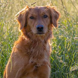 Golden Retrievers and Poodles from The Dogstead