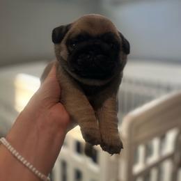 Banana Cakes - Fawn female Pug puppy in Grants Pass, Oregon from Malta Pugs