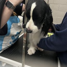 English Springer Spaniel All Grown Up from Llewellyn Farms English Springer Spaniels
