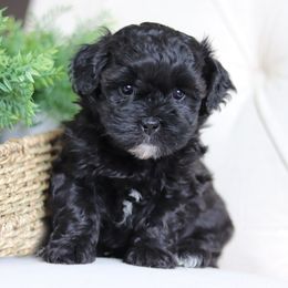 Maltipoo, Shichon, and Shihpoo Puppies from Timbercreek Puppies