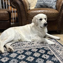 Louie - Golden Retriever