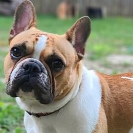 Paysleigh  - French Bulldog