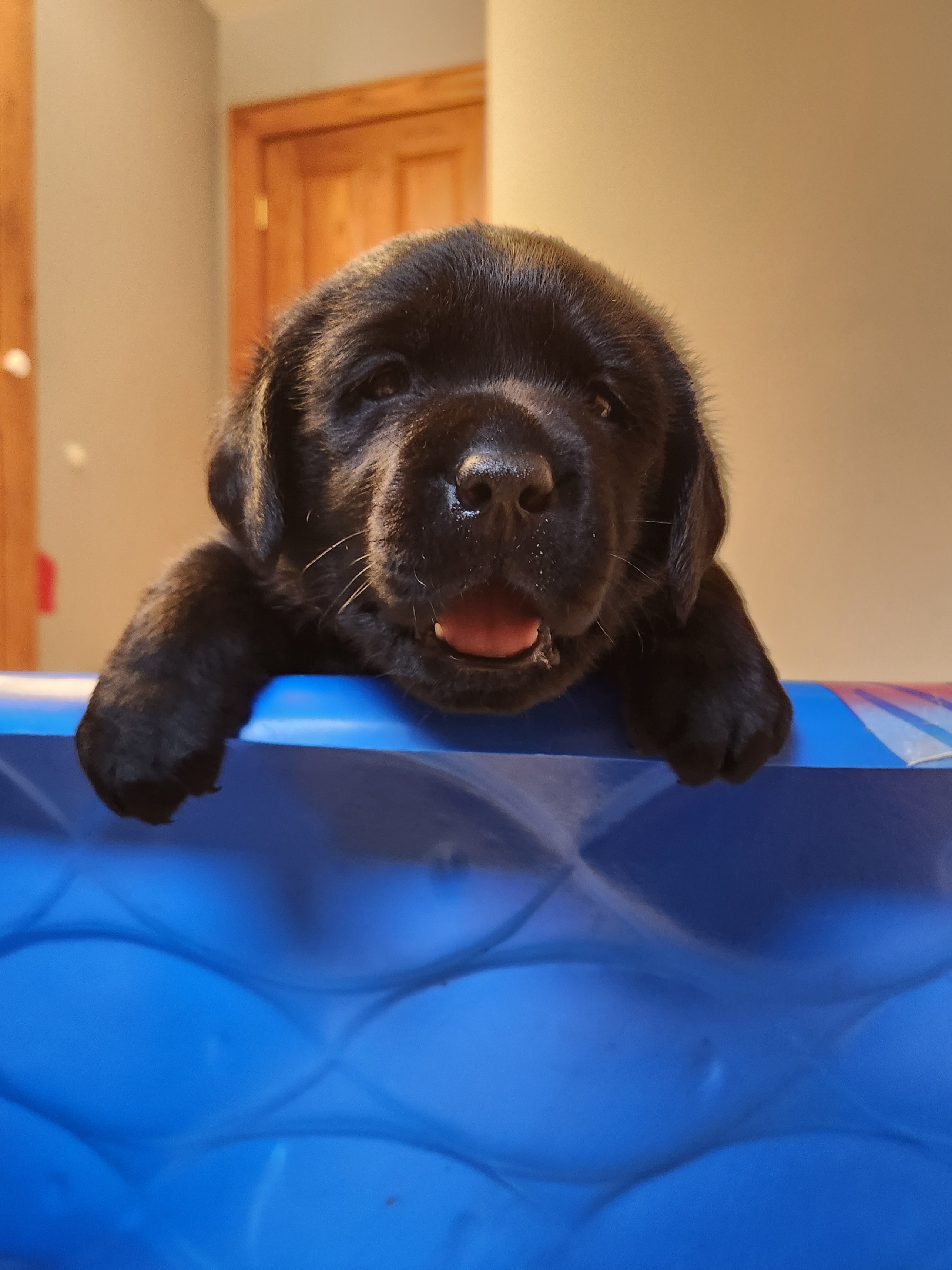Labrador Retriever Puppies from Shooting Star Labs