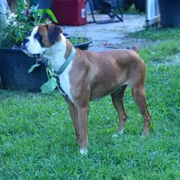 Lady - Boxer