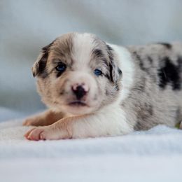 Border Collie Puppies from Zahara Border Collies