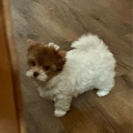 Clover - Parti female Yorkshire Terrier puppy in Lyle, Washington from Sport Yorkie