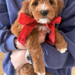 Girl 2 - Red  female Goldendoodle puppy in Farmington, Utah from Proudfootdoodles