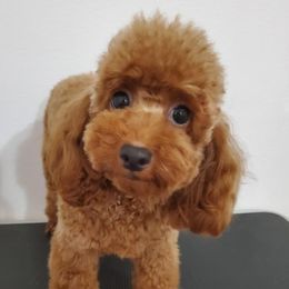 Yolo - Poodle