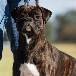 Layla - Boxer