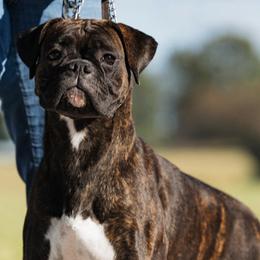 Layla - Boxer