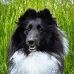 Joy - Shetland Sheepdog