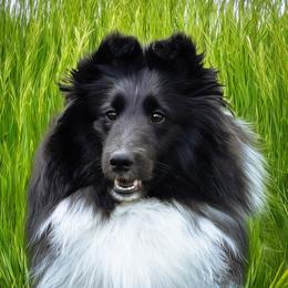 Joy - Shetland Sheepdog