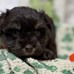 Orange collar - Liver male Miniature Schnauzer puppy in Teton County, Montana from East Front Labradors & Treasure State Schnauzers