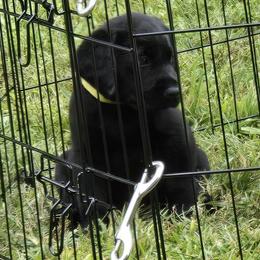 Boy 3 - male Labrador Retriever puppy in Waverly, New York from Windfall Labs