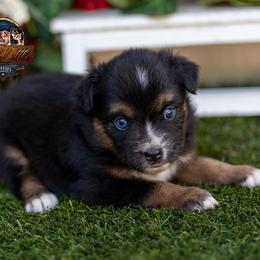 Tiara - Black tri female Miniature American Shepherd puppy in Granbury, Texas from Best Little Aussies
