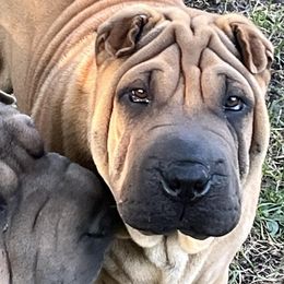 Chinese Shar-Pei from Zipprich Pups