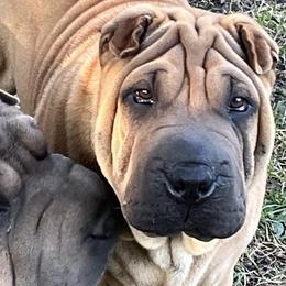 Chinese Shar-Pei from Zipprich Pups