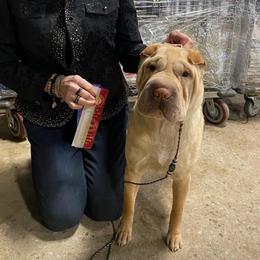 Delilah - Chinese Shar-Pei