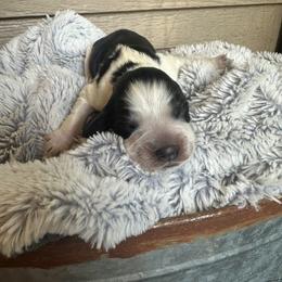 Ivy - Black and white female English Springer Spaniel puppy in Springfield, South Carolina from Sweet Southern Spaniels