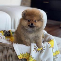 Boy 4 - Orange sable male Pomeranian puppy in Hot Springs, Arkansas from Pomeranian Empire