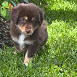 Willow - Red tri female Miniature Australian Shepherd puppy in Pasadena, Texas from Moss Hill Aussies