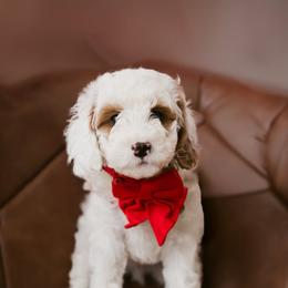 Fritz - Parti male Goldendoodle puppy in Acton, Maine from Silver Pines Pups
