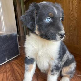 Male 4 - Blue merle male Australian Shepherd puppy in Smithville, Arkansas from Harris Farms and Aussies