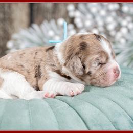 Shepherd - Brown white and tan male Cockapoo puppy in Connersville, Indiana from Deaz Doodle Ranch