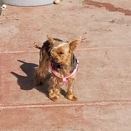 Bella - Yorkshire Terrier