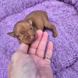 Red female. - Red female Miniature Pinscher puppy in Mulberry, Florida from Keltic Kennels Miniature Pinschers