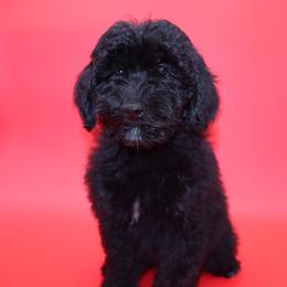 Sam Worthington - Black and white male Aussiedoodle puppy in Payson, Utah from Country Sky Doodles