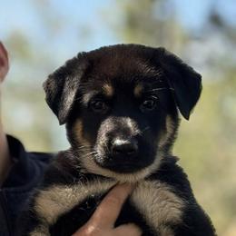 Boy 3 - male German Shepherd puppy in Spokane, Washington from Vom Haus Elbrus Kennel