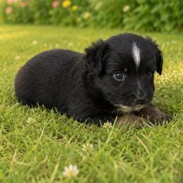 Jessie - Black tri female Miniature Australian Shepherd puppy in Signal Mountain, Tennessee from D & D Miniature and Toy Australian Sheppards