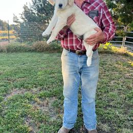 Lilly - Light golden female Golden Retriever puppy in Concho, Arizona from Red Sky Ranch