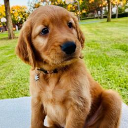 Stella - Dark golden female Golden Retriever puppy in Santa Ana, California from American Golden Retrievers