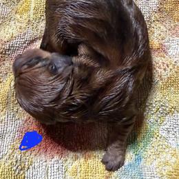 Dachshund Puppies from Witchy Woman’s Wiener’s
