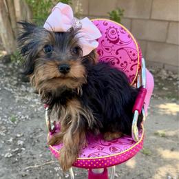 Girl - Black and gold female Yorkshire Terrier puppy in Bakersfield, California from Yorkie To My Heart