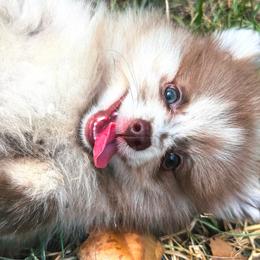 Ivy - Chocolate merle female Pomeranian puppy in Garvin, Oklahoma from Hochatown Awesome Aussies