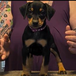 AKC Black tan female. - Black female German Pinscher puppy in Chatham, Virginia from WMHK9/Roolyn German Pinschers