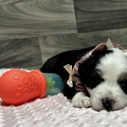 Australian Shepherd Puppies from Heart2Heart Pups LLC