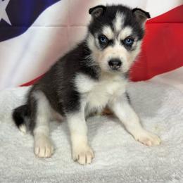 Liora - Black and white female Siberian Husky puppy in Collins, Iowa from Homegrown Huskies