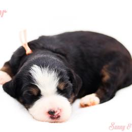 Honor - Black tri-color female Aussiedoodle puppy in Diamond Bar, California from Furrytaildoodles