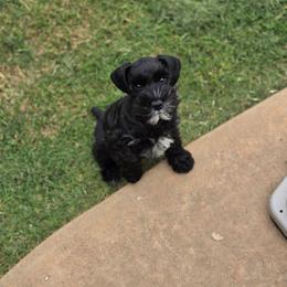 Oak - Black male Miniature Schnauzer puppy in Piedmont, Oklahoma from J&K's Miniature Schnauzers