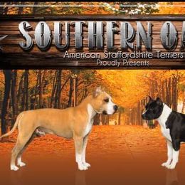 American Staffordshire Terriers from Southern Oaks American Staffordshire Terriers